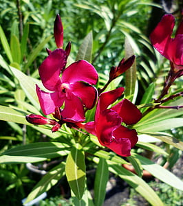 Oleander, lila, Lorbeer-rose, giftig, Blüte, Bloom, Sommer
