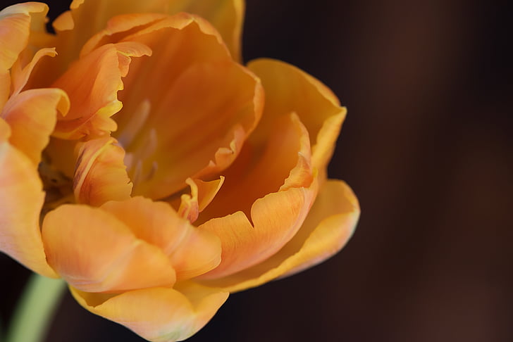 Tulipa, flor, flor, flor, laranja, pétalas, flor de primavera