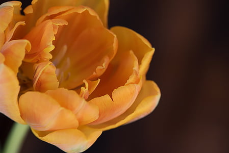 Tulip, flor, flor, floración, naranja, pétalos de, flor de primavera