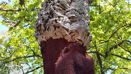 cork oak, deciduous tree, quercus suber, mediterranean, sardinia, cork, bark
