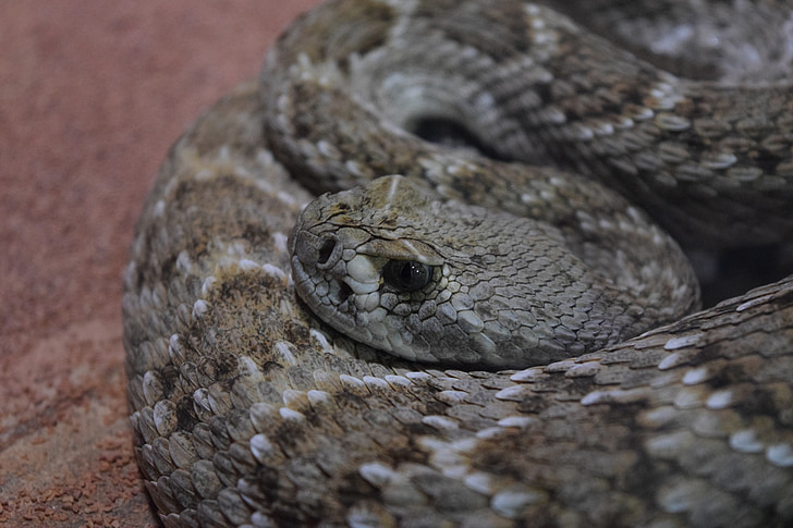 snake, nature, poisonous, reptile, animal, italy, danger
