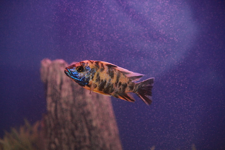 hal, Fish Tank, akvárium