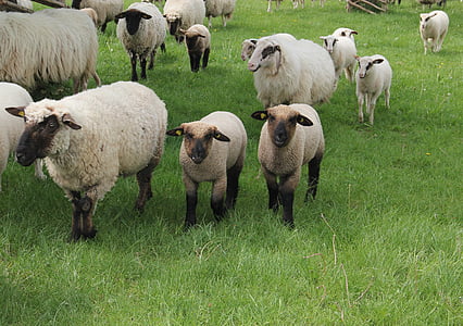 vesztfáliai fekete fej juh, juh, bárányok, nyáj birka, állati gyermekek, tavaszi, rét