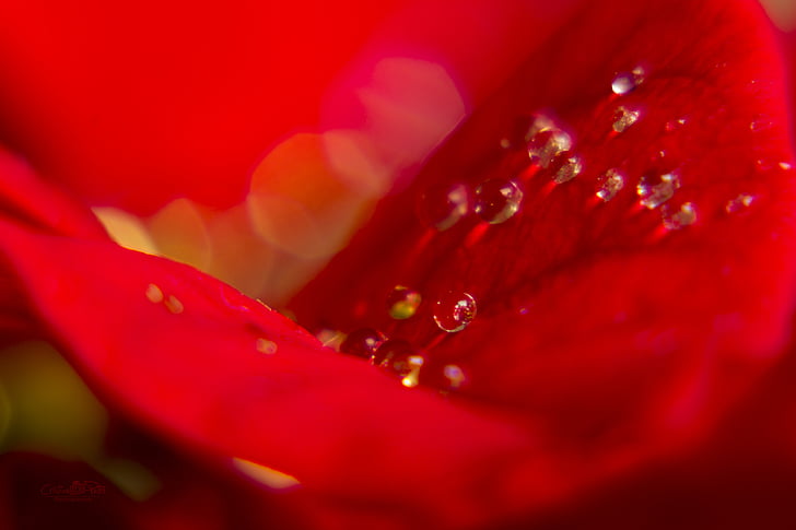 rdeča, kapljice, vode, makro, čudovito, vodnih kapljic, cvet
