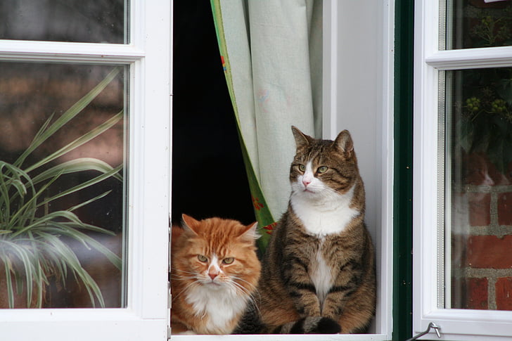 แมว, หน้าต่าง, นั่ง, สัตว์เลี้ยง, ผนังก่ออิฐ, ภาพสัตว์, แมว