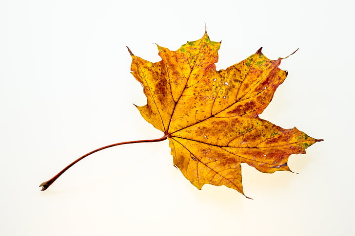 rudens, atstāj, Leaf, rudenī zaļumiem, rudens krāsas, rudens lapas, daba