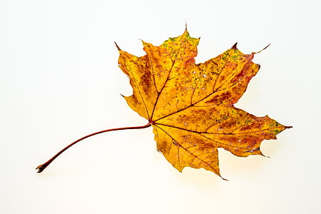 jeseň, listy, Leaf, Lístie pádu, farby jesene, listy na jeseň, Príroda