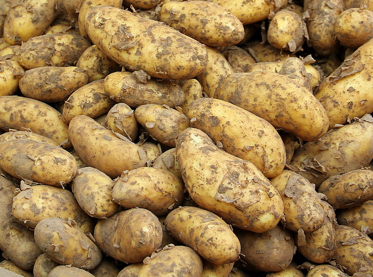 kartupeļu, jaunās ražas, pārtika, jauna kartupeļu, veselīgi, tirgus, lauksaimniecība