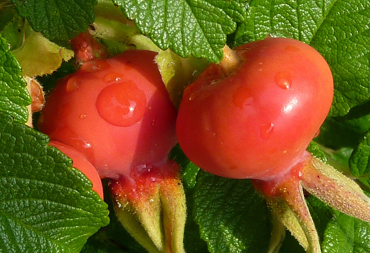Rosa Mosqueta, maçãs de Rose, vermelho, planta, frutas, Haegen, Ajude