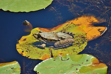 žába, rybník, Zahradní jezírko, voda, vodní živočich, vodní žába, rybník žába