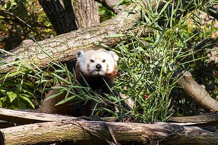 panda vermell, zoològic, Praga, colla, món animal