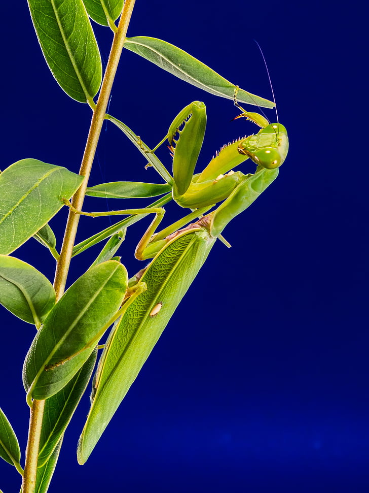 Angeln-Heuschrecke, Grün, in der Nähe, Natur, Blatt, Praying mantis, Insekt