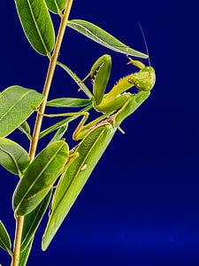 fishing locust, green, close, nature, leaf, praying Mantis, insect