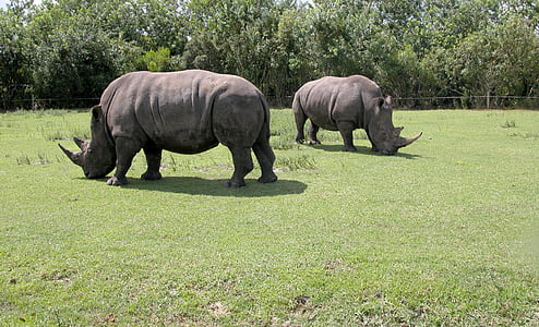 nosorožci, volně žijící zvířata, zvíře, Safari, Afrika, nosorožce, savec