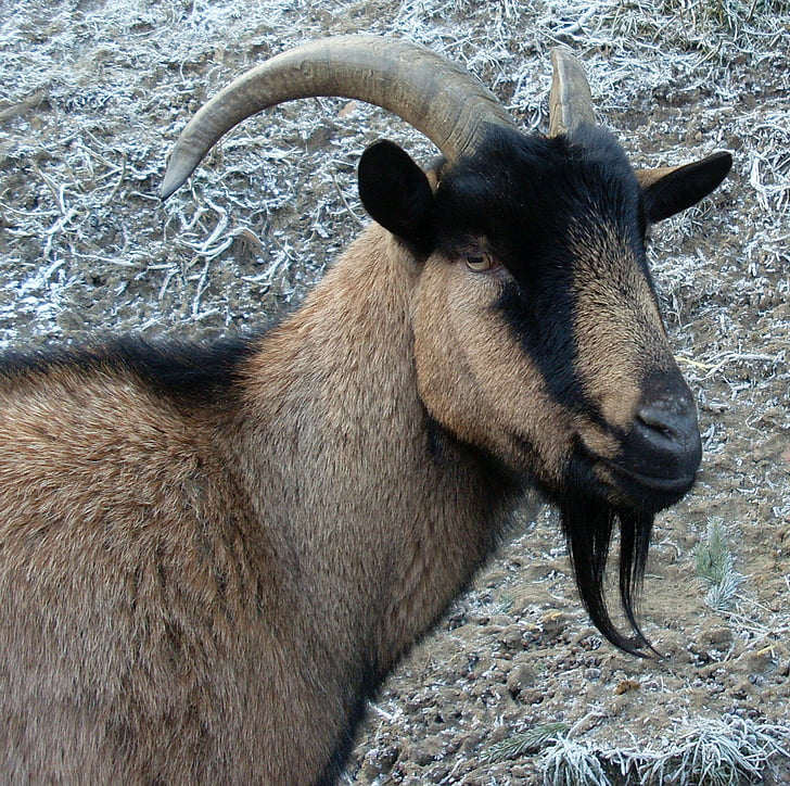 billy goat, heraldic animal, prima donna, animal, horns, goatee, animal portrait