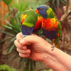 fargerike regnbue lorikeet, fugler, papegøye, farget, hånd, Stick, honning