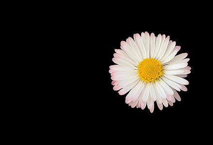 daisy, flower, nature, spring, summer, floral, natural