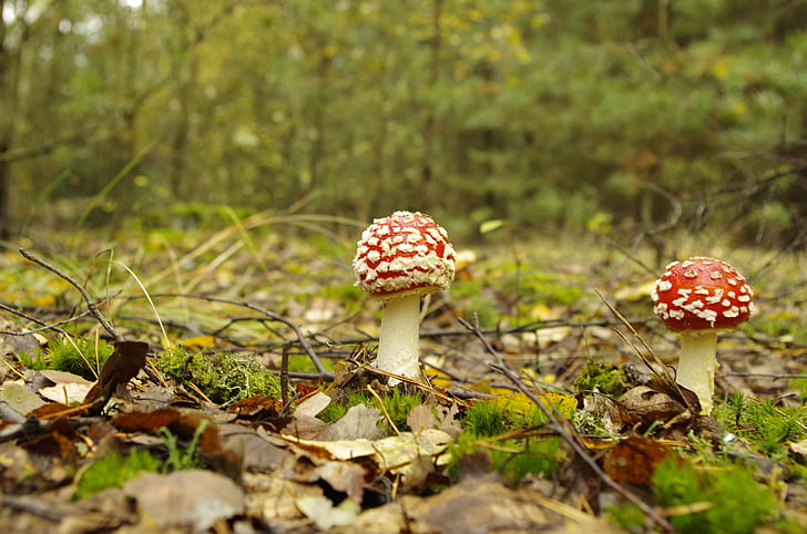 floresta, cogumelo vermelho, cogumelo venenoso, Outono, fungo, cogumelo, natureza