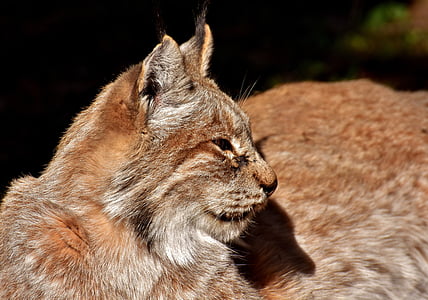 lynx, wild dier, Wildcat, carnivoren, dierenwereld, wildlife fotografie, Predator