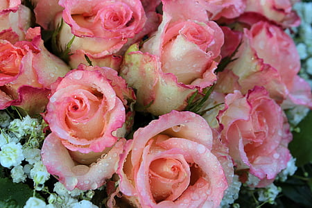 玫瑰, 玫瑰花朵, 花束, 粉色, 香味, 浪漫, 母亲节