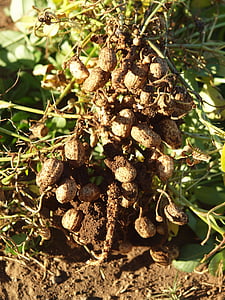 maapähklid, Nicaragua, väli, loodus, põllumajandus