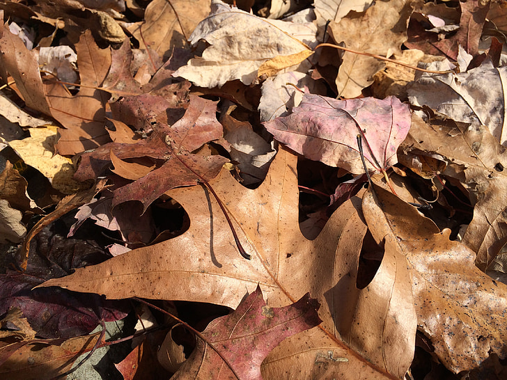 autunno, foglie, caduta