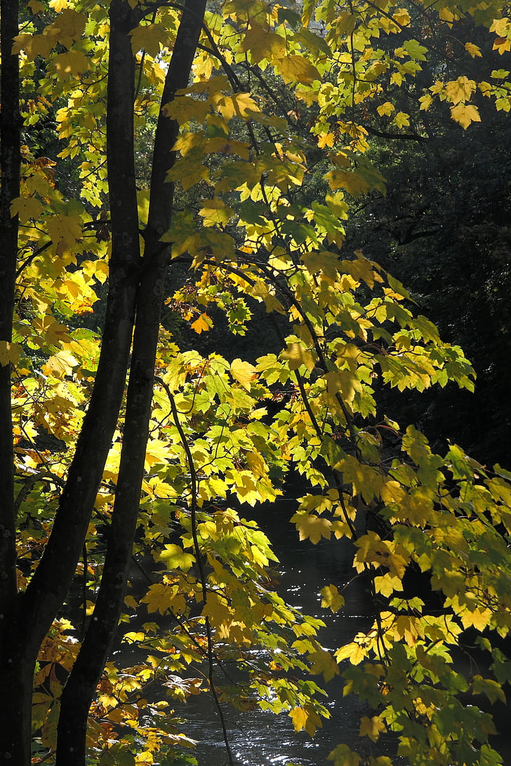 ahorn, efterår, farve, træ, blade, gul, lys