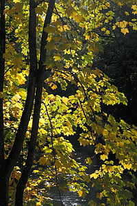 Maple, musim gugur, warna, pohon, daun, kuning, cahaya