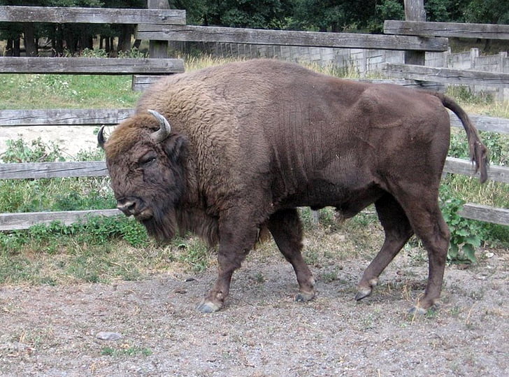 zubor, zubria park, djur, párnokopytník, American bison, däggdjur, naturen
