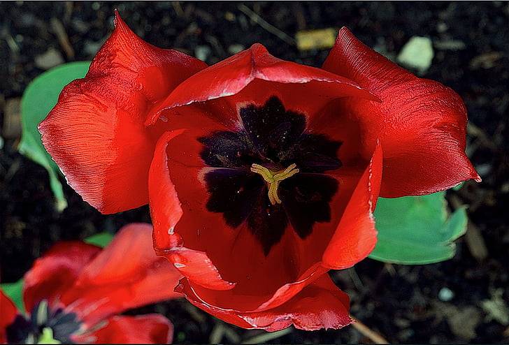 Tulip, rød, levende, våren, blomst, blomster, natur