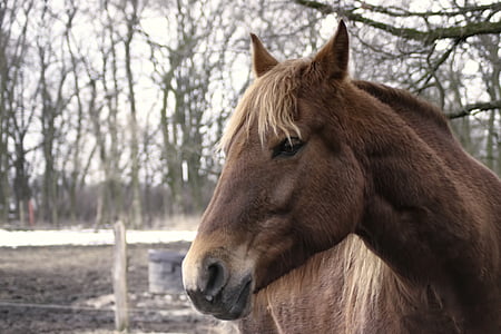 Кінь, коричневий, взимку, коричневий кінь, кінської голови, тварини, Природа