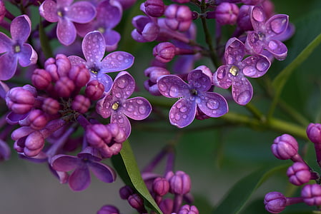 ungu, bunga, MOV, musim semi, tanaman, hujan, basah