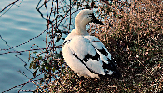 water bird, duck, duck bird, white, black, rest, plumage