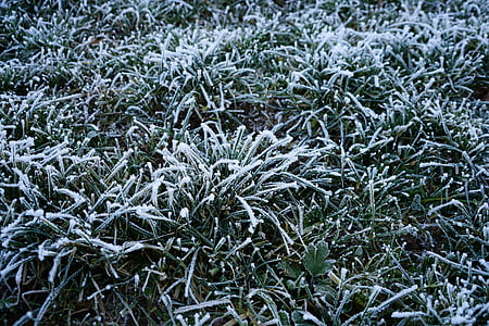 hoarfrost, gas, frozen, icy, winter, cold, frost