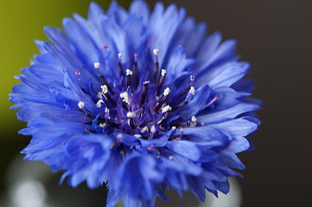 Búzavirág, Wild flower, virág, Blossom, Bloom, kék