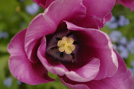 Tulpe, Stempel, Frühling, in der Nähe, Blume, Blüte, Bloom