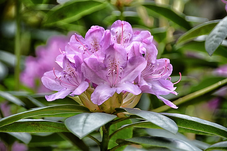kvety, Rhododendron, Flora, rastliny, lístkov, Záhrada, Príroda