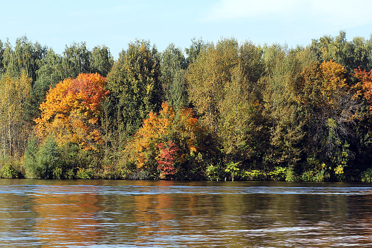 gozd, reka, jeseni, narave, vode, nebo, odsev v vodi