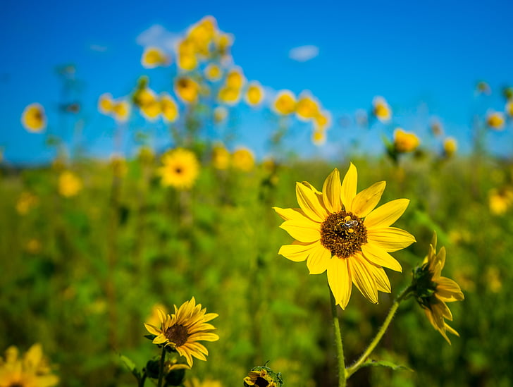 bunga matahari, alam, lebah, musim panas, bunga, kuning, tanaman
