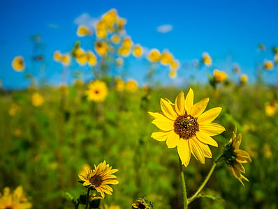 bunga matahari, alam, lebah, musim panas, bunga, kuning, tanaman