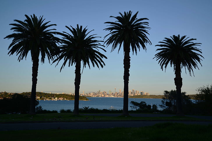 Sydney, Austrália, Sydney harbour, strom, organické, poľnohospodárstvo, vonku