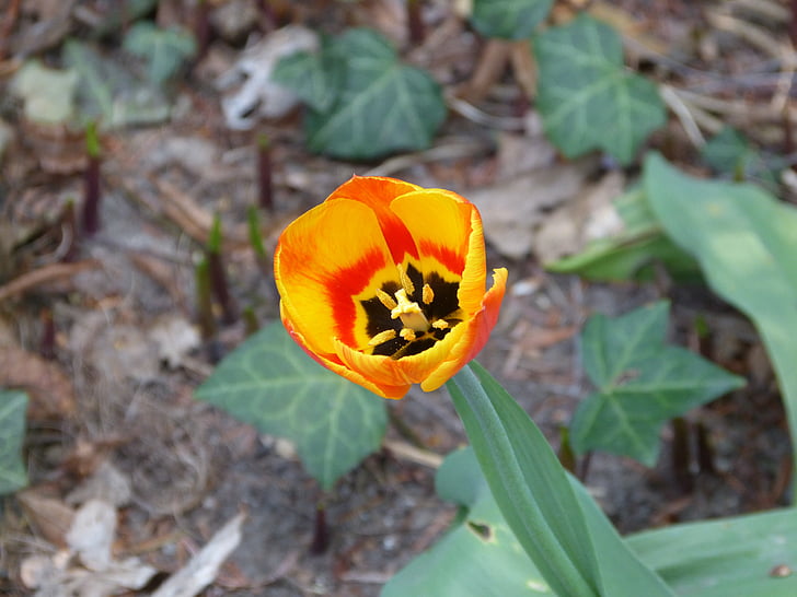 Tulipa, flor groga, flor, individualment, planta, flora, schnittblume