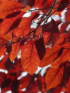 liści, jesień, czerwony, dojrzałość