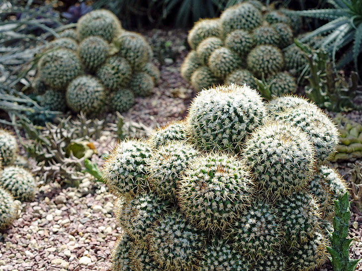 Strelitzia geminispina, Niplu cactus, firele de păr, ţepos, Desert, verde, natura