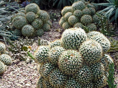 Mammillaria geminispina, cactus de mamelon, poils, hérissés, désert, vert, nature