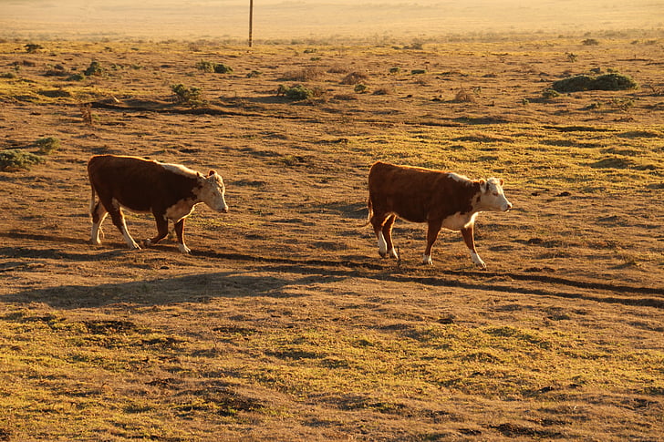 tramonto, mucche, azienda agricola, campagna, rurale, campo, animale