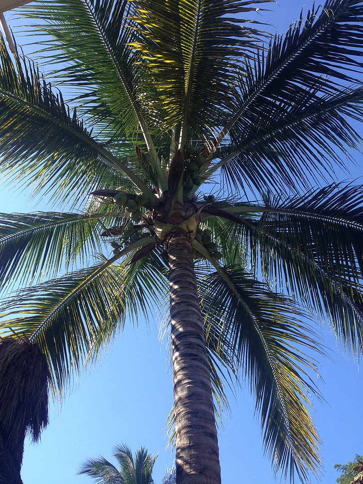 Дерево пальмы, Пальма, небо, тропический