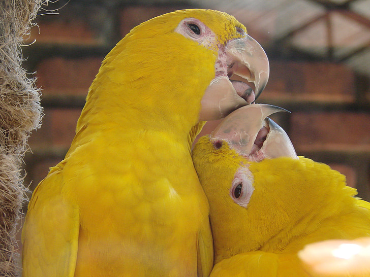 жълти птици, ухажване, животните, природата, птица, целува птици