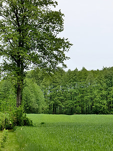 дерево, органічні, Сільське господарство, на відкритому повітрі, навколишнє середовище, стовбур, листя