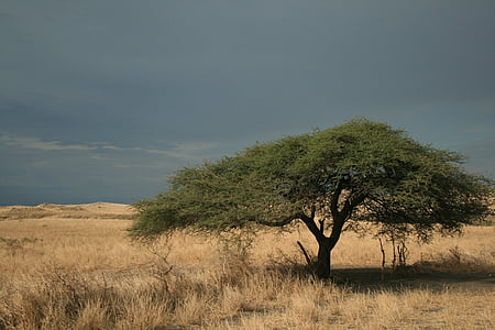 дерево, Акация, Африка, пейзаж, сафари, Природа, Саванна